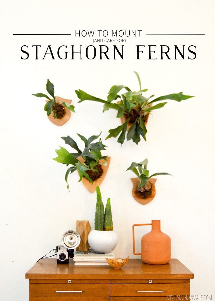 How to Mount (and Care for) a Staghorn Fern Vintage Revivals