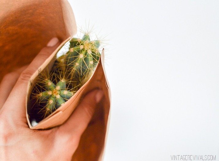 100 Pokeless Cactus Planting (You’ll Die When You See What the Trick